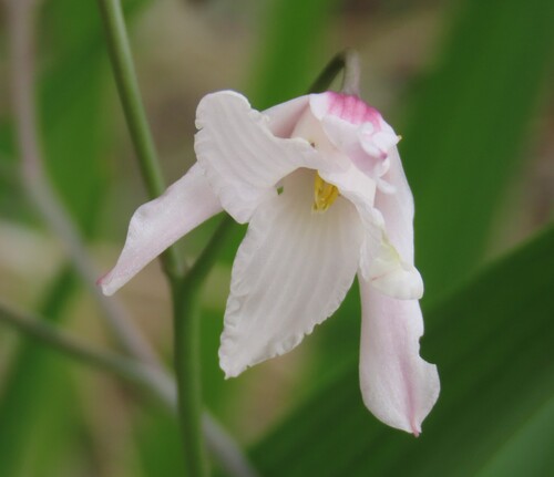 Desert Snowdrop (Eremiolirion amboense)