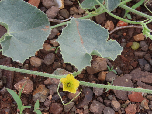 Goat Cucumber (Cucumis sagittatus)