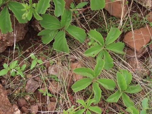 Cyphostemma ruacanense