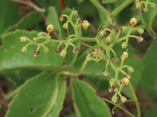 Cyphostemma ruacanense
