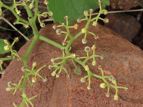 Cyphostemma ruacanense