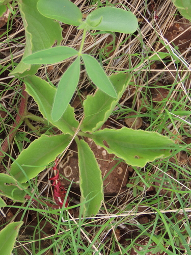 Cyphostemma ruacanense