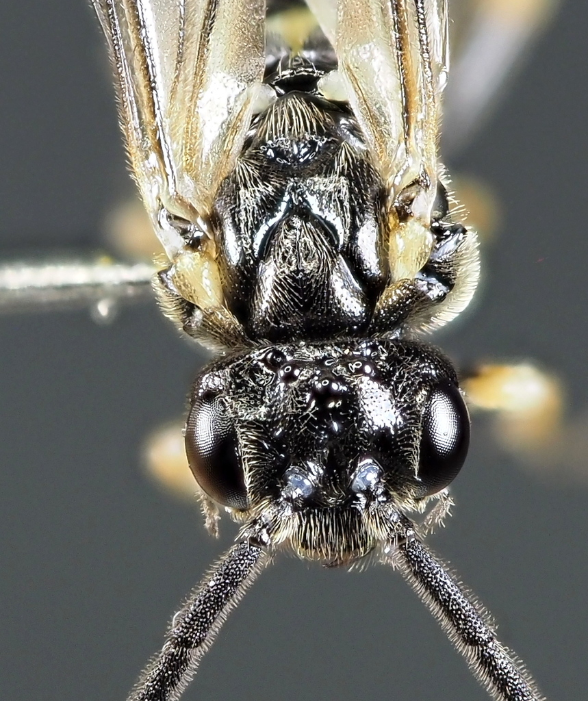 Claremontia alchemillae