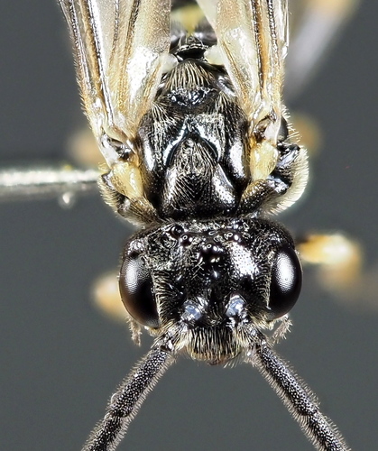 Claremontia alchemillae