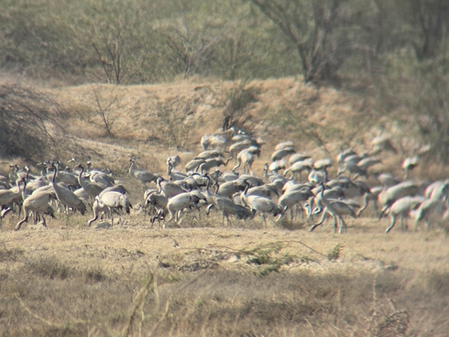 Common Crane