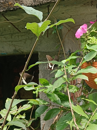 Common Mormon Swallowtail