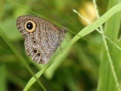 Ypthima baldus newboldi