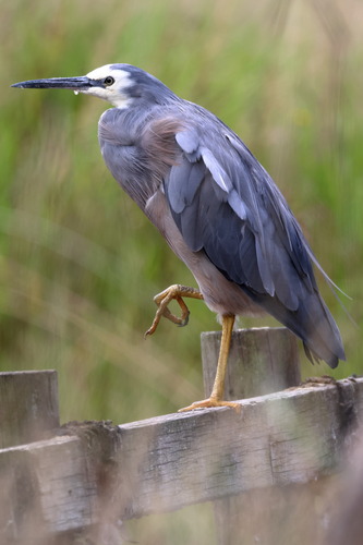 White-faced Heron, Foster VIC 3960, Australia, photo 8 of 10