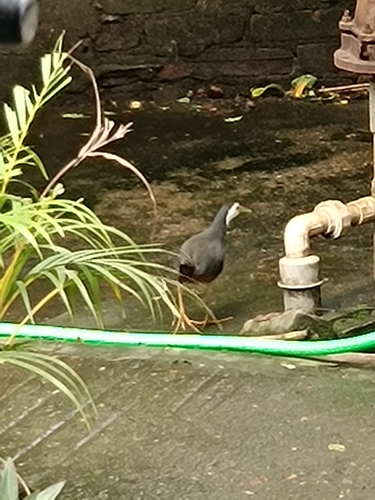 White-breasted Waterhen