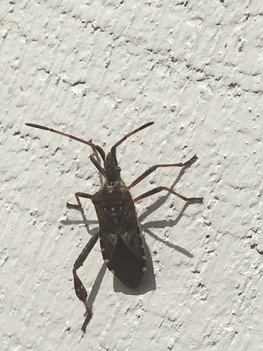 Western conifer seed bug