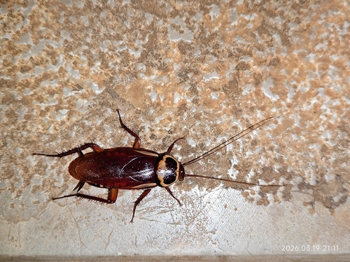 Australian Cockroach