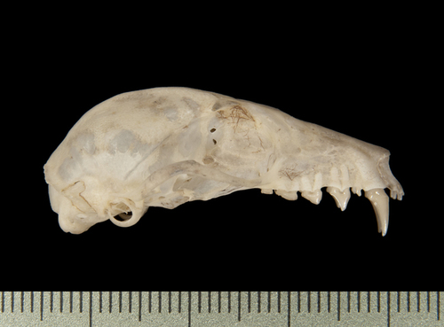 Greater Dawn Bat (Eonycteris major) — Near Threatened Mammalia