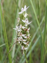 Habenaria rumphii