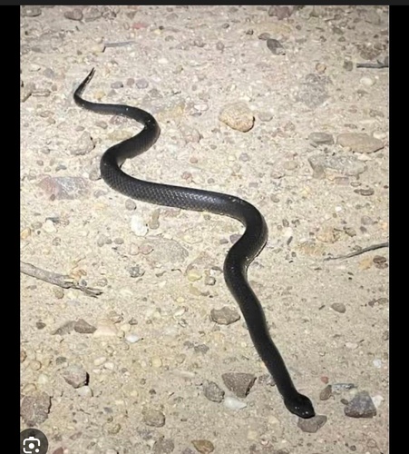 Cape Wolf Snake