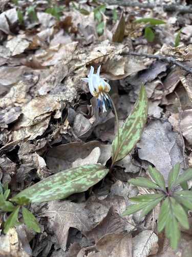 Dog's-tooth-violet