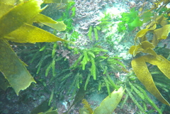 Caulerpa brownii