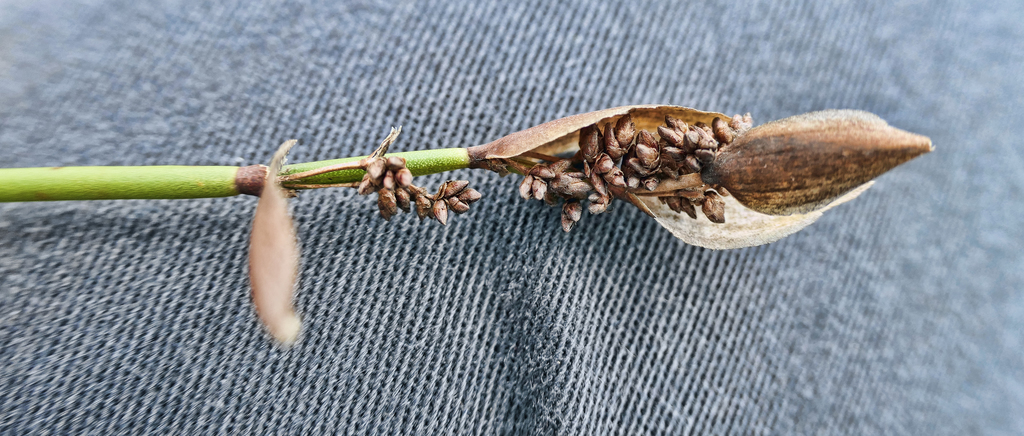 Elegia fenestrata