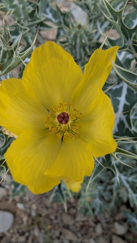 Mexican prickly poppy