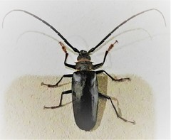 Derobrachus longicornis