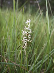 Habenaria rumphii