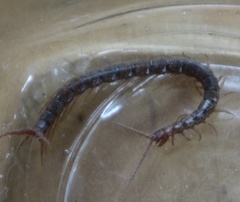 Akymnopellis