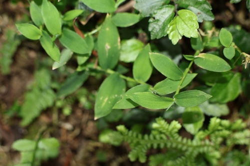 Isachne myosotis observed 2026-03-25
