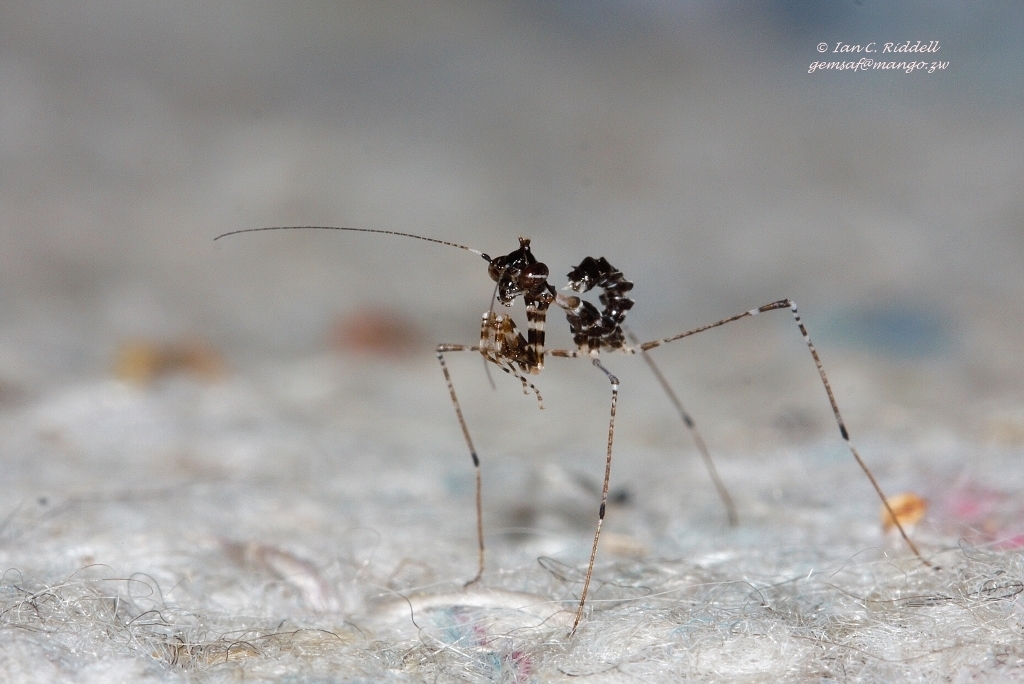 Mante cryptique africaine (Sibylla pretiosa)
