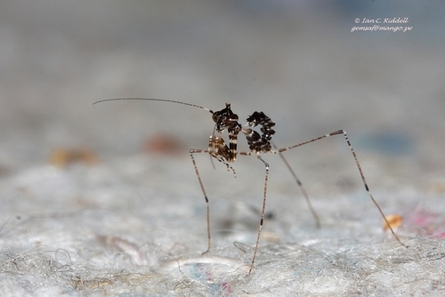 Cryptic Mantis