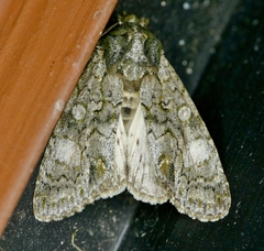 Copivaleria grotei