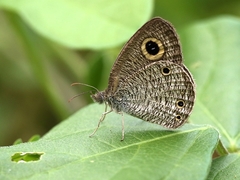 Ypthima pandocus corticaria