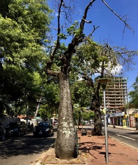 Ceiba speciosa