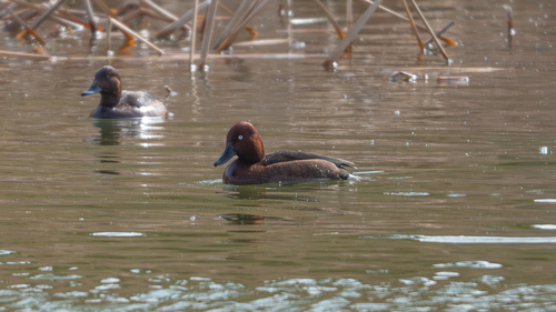 Ferruginous Duck