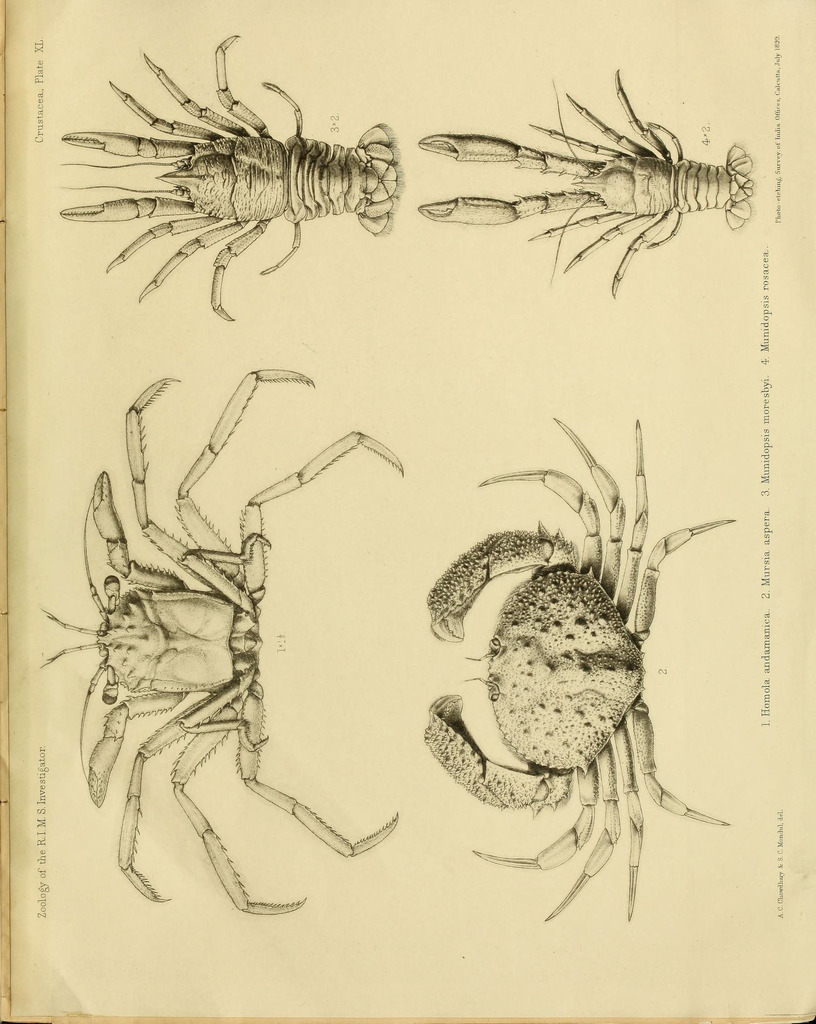 Homola orientalis