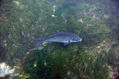 Latridopsis ciliaris