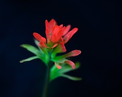 Castilleja coccinea