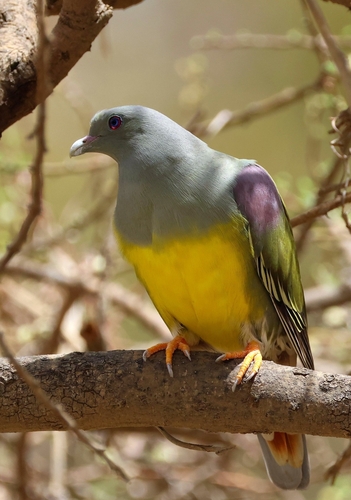Bruce's Green-Pigeon