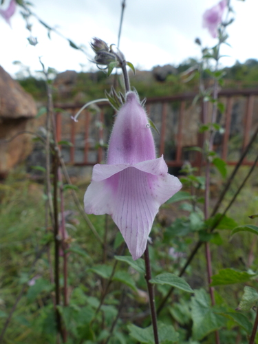 South African foxglove
