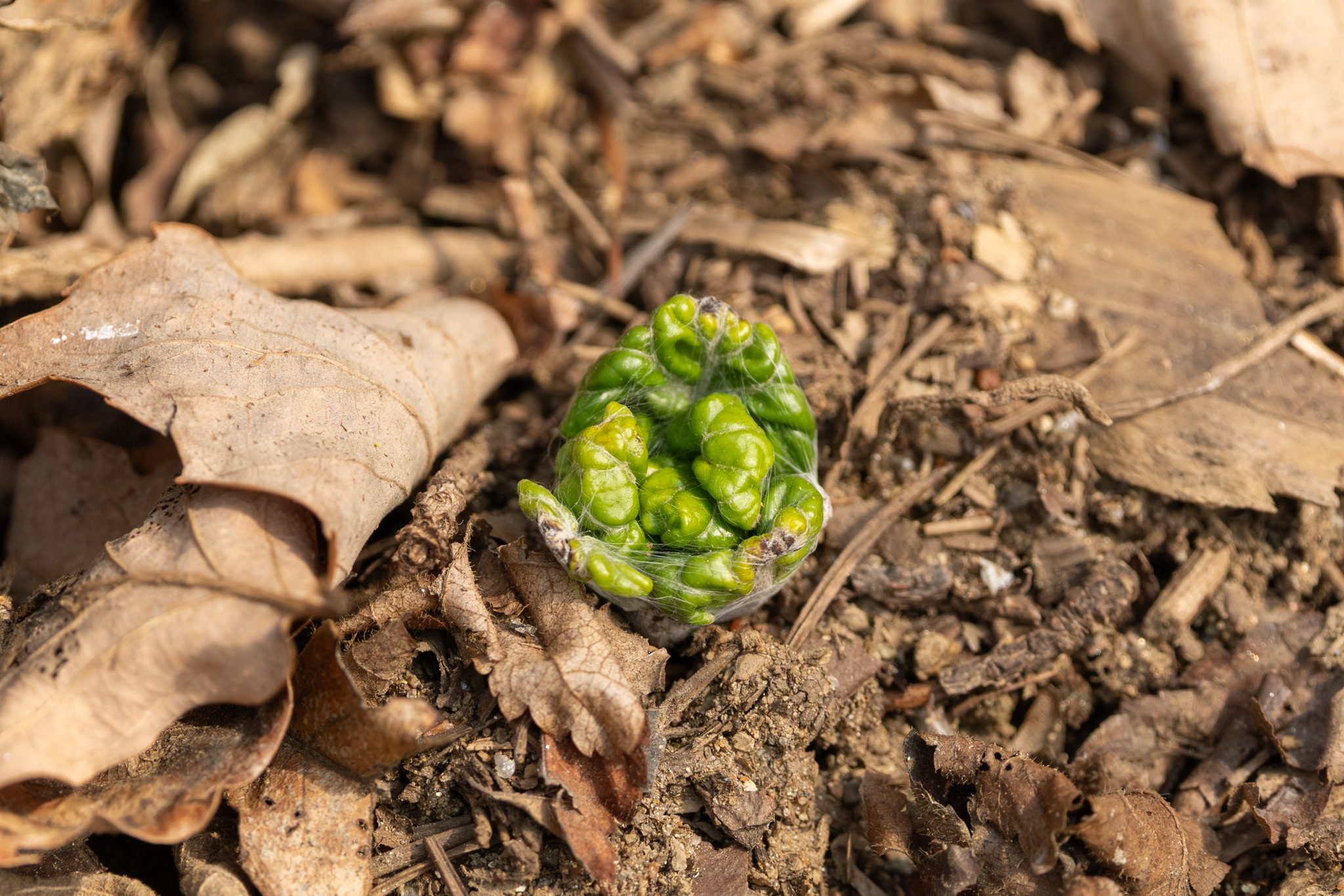 Imagem de Adenocaulon himalaicum