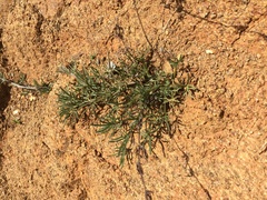 Calystegia stebbinsii