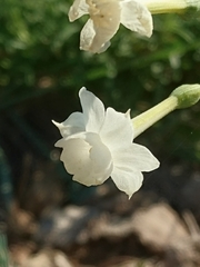 Narcissus dubius