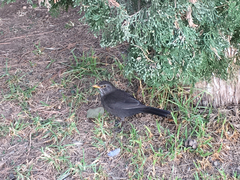 Turdus merula