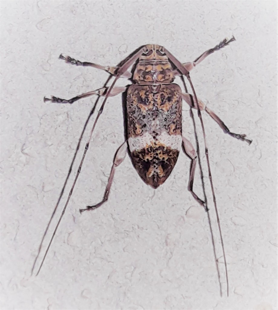 Atrypanius implexus