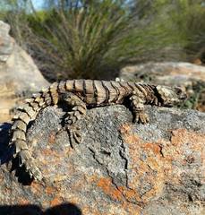 Armadillo Girdled Lizard photo 4