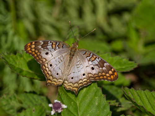 White Peacock