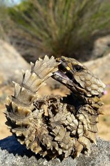 Armadillo Girdled Lizard photo 3