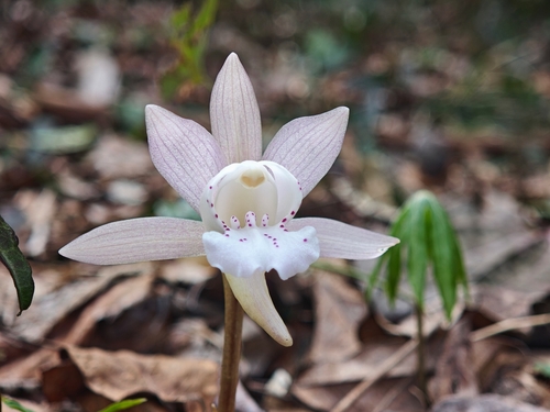 Changnienia