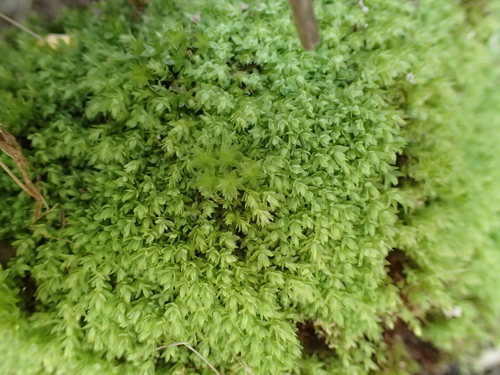 Opal Nodding Moss (Pohlia cruda)