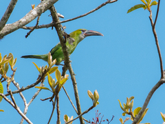 Aulacorhynchus sulcatus