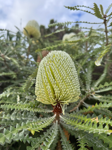 Showy Banksia (Banksia speciosa)