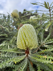 Banksia speciosa, photograph (c) PampaSorro, some rights reserved (CC BY)